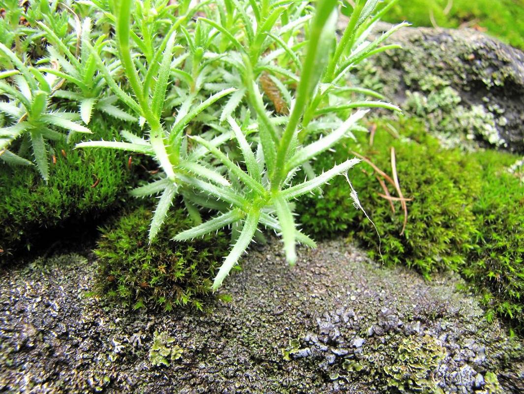Saxifraga aspera / Sassifraga spinosa